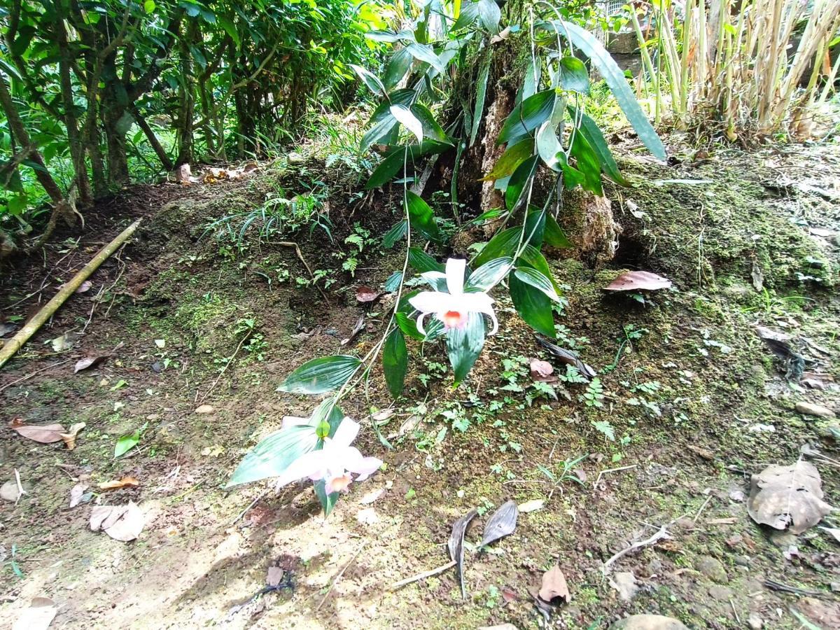 Cabana Vista Rio Celeste Экстерьер фото